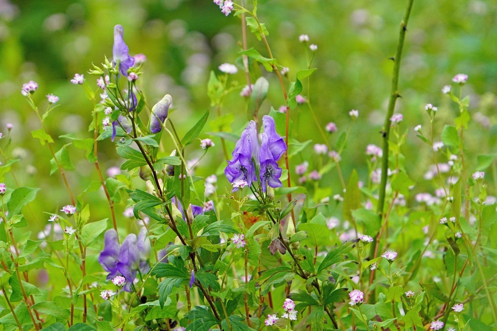 トリカブト 我が家の花たち