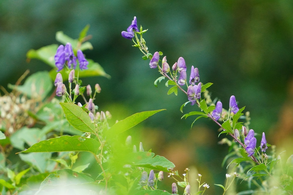 トリカブト 我が家の花たち
