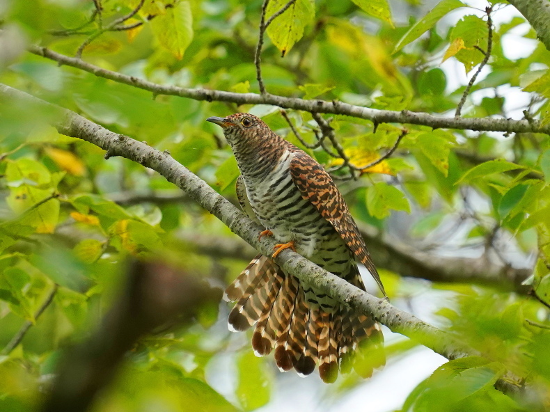 ツツドリの羽標本　野鳥 鳥 羽 ツツドリの羽標本 野鳥 鳥 羽 京都野鳥の会 探鳥会記録