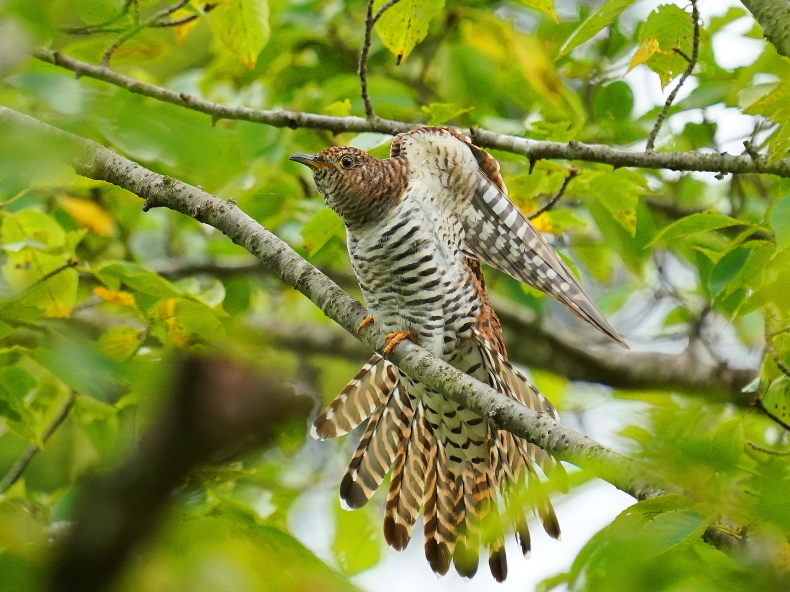 鳥と木の枝 羽根木公園の野鳥情報 | ZooPicker