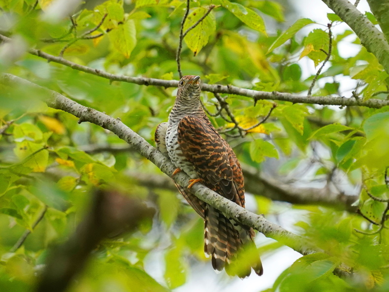 美しさ全開！赤色型ツツドリ MGS : シエロの野鳥観察記録