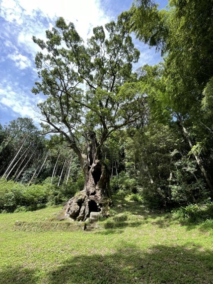 武雄神社の楠木_c0079826_15232446.jpg