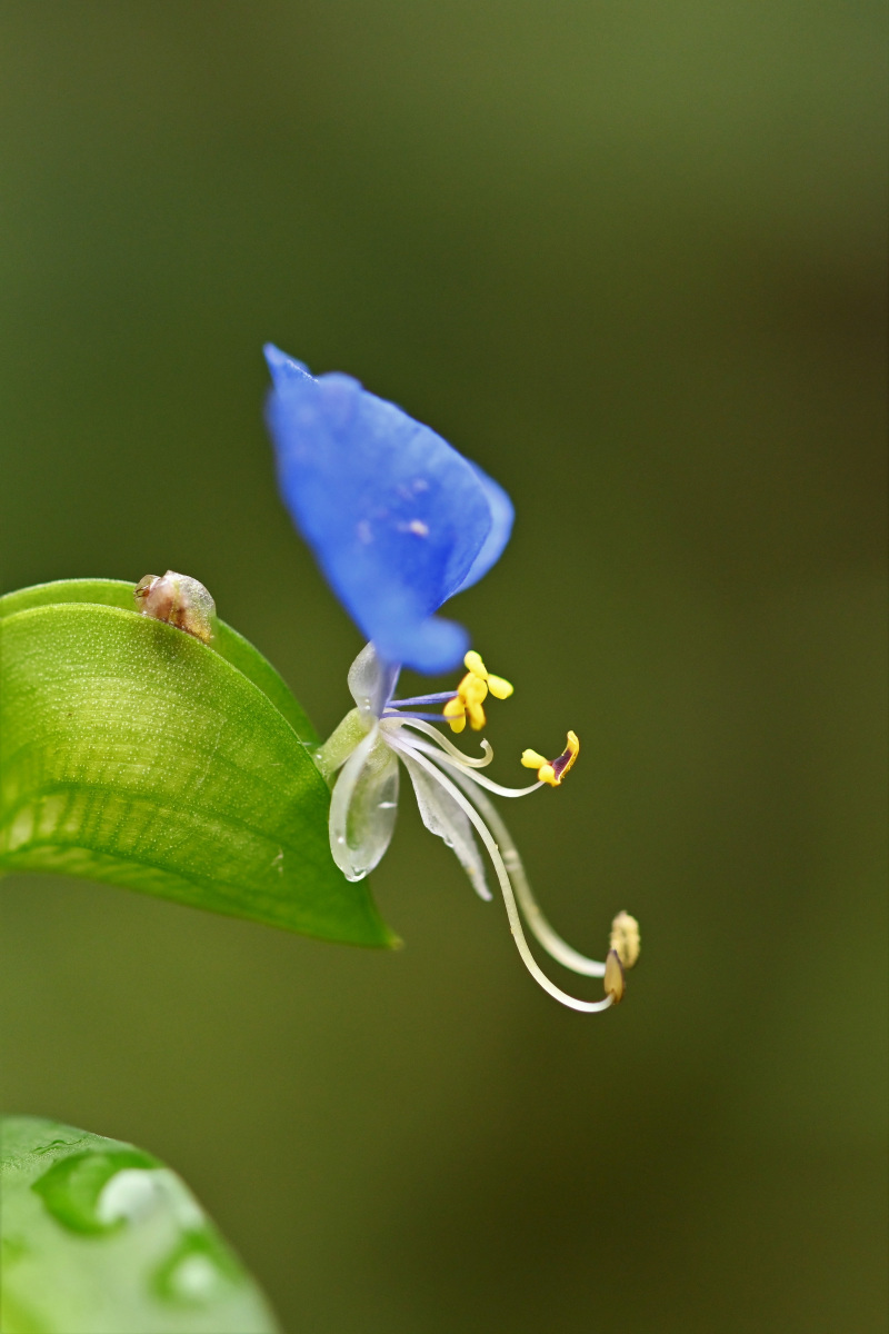 庭の花_a0347635_07555109.jpg