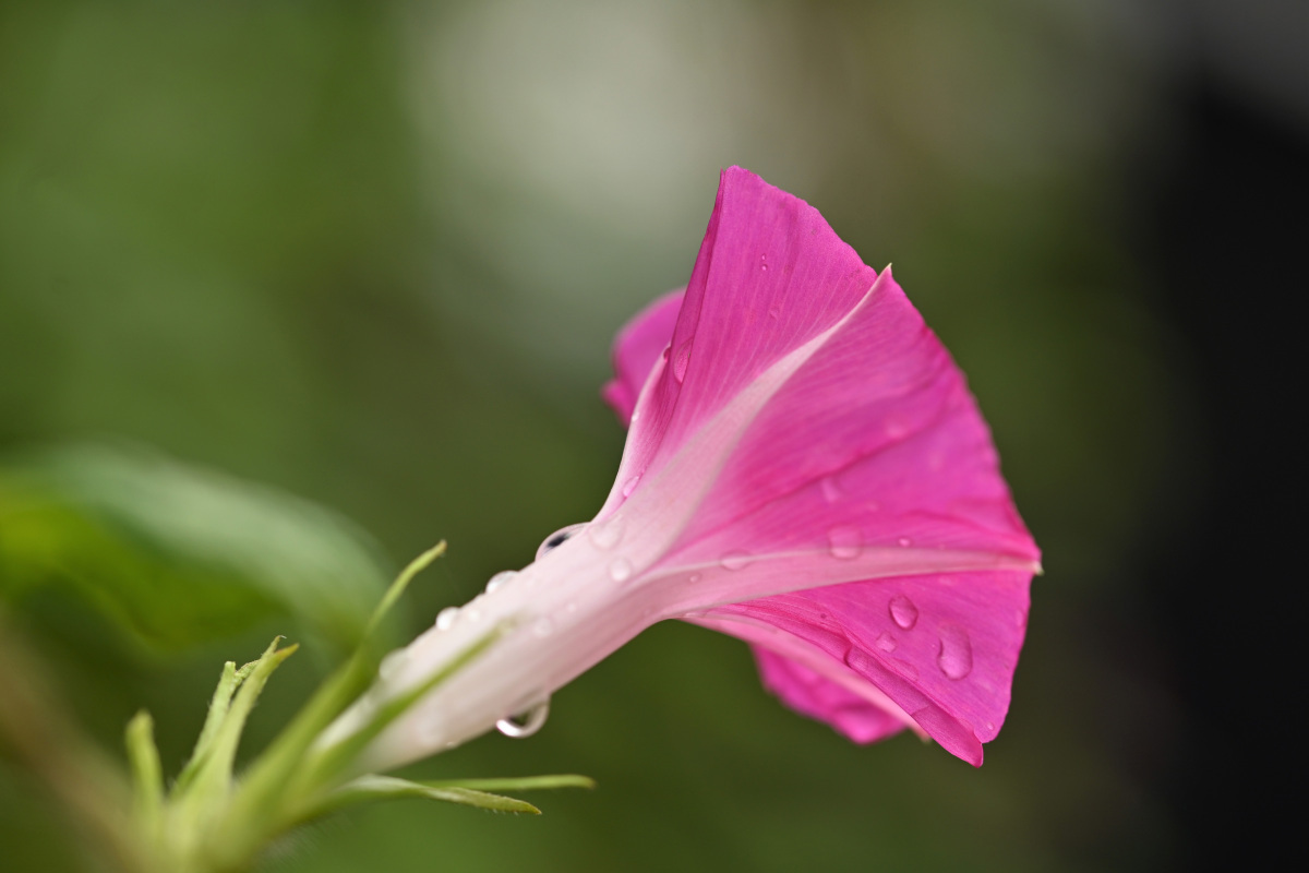 庭の花_a0347635_07580575.jpg