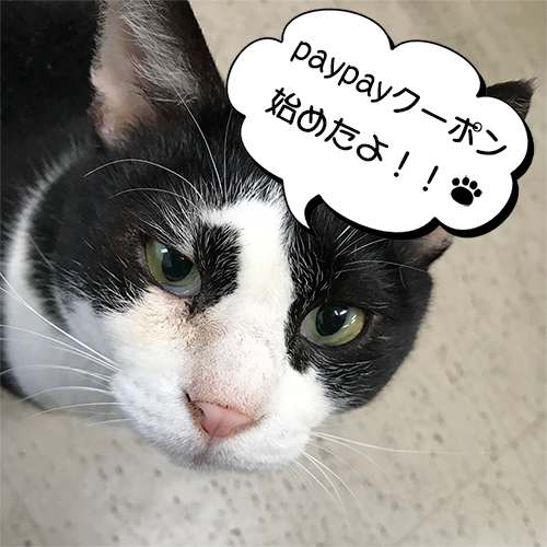 アトリエキース、ついにpaypayクーポン始めました！_d0402639_15180004.jpg