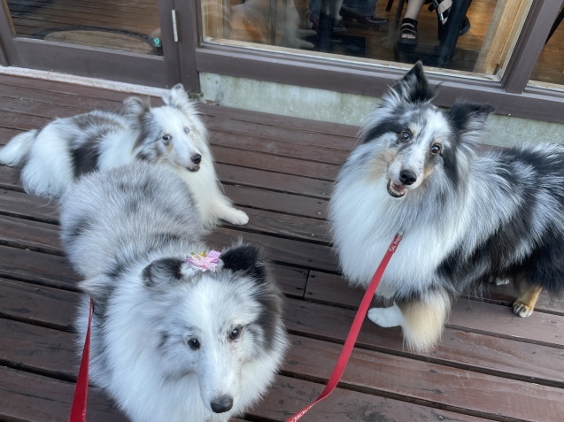 なんとなくシェルティ