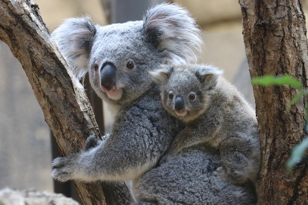 オーストラリア国内でコアラ３割減 メジロさんの動物写真日記
