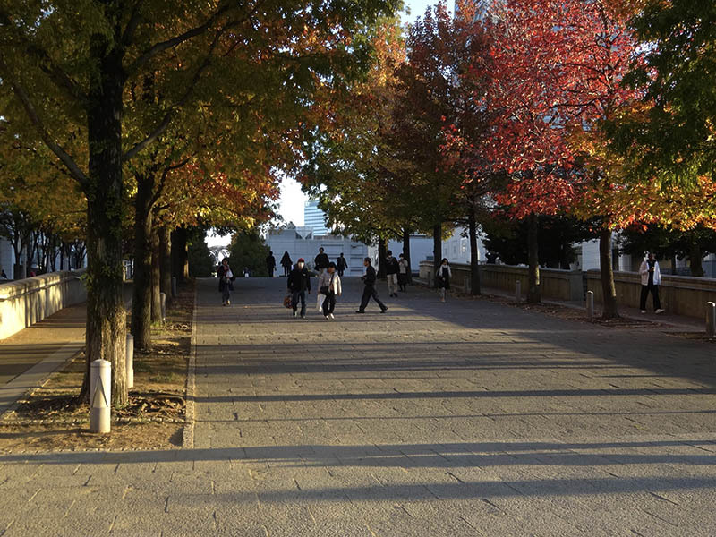横浜グランモール　美術館前　一足早い秋_f0253789_10510144.jpg