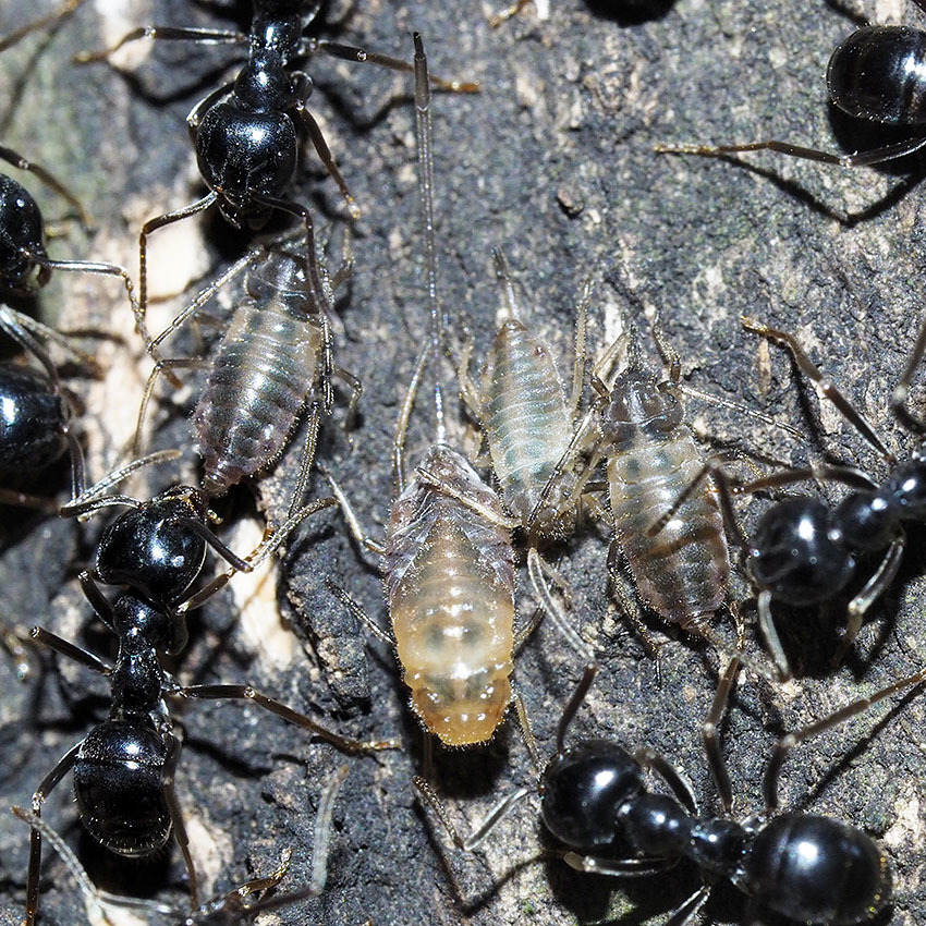 クチナガオオアブラムシの脱皮 自然観察大学ブログ