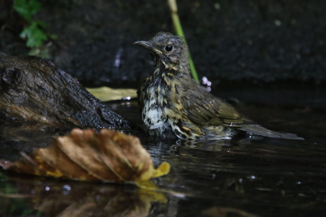 湖畔の水場で①　クロツグミ_c0360399_15581471.jpg