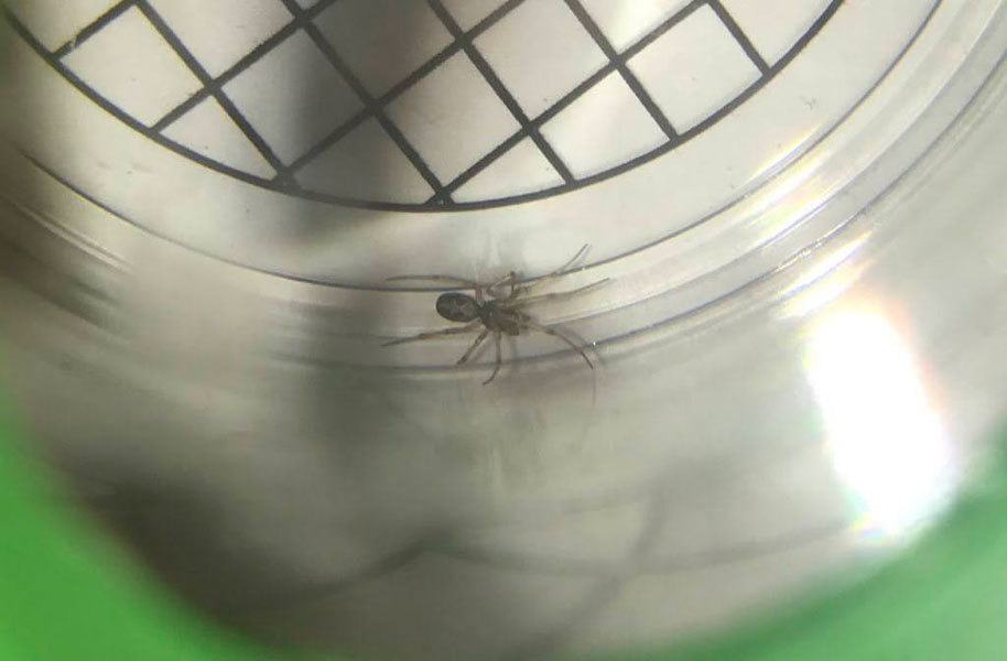 屋内に出没する蜘蛛なら種類も限られるんじゃないかと高を括っていましたが 昆虫ブログ むし探検広場