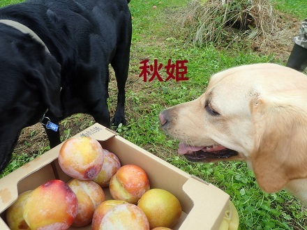 (悲報)帯状疱疹が出た～!!_c0182012_12243953.jpg