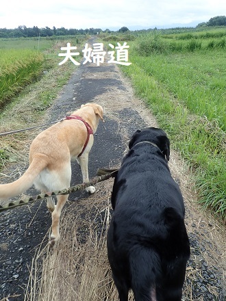 (悲報)帯状疱疹が出た～!!_c0182012_12244668.jpg