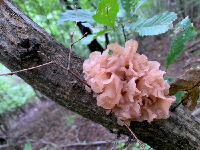 ハナビラニカワタケ（花弁膠茸）_e0134713_19181323.jpg