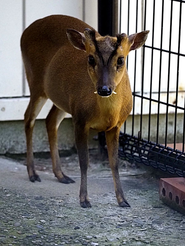 小さな鹿の小さな角 動物園放浪記