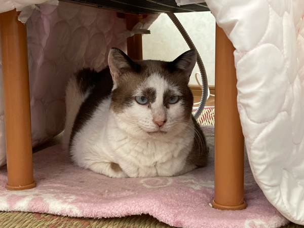 旦那ネタ切れらしい 両手のない猫 チビタと愉快な仲間たち