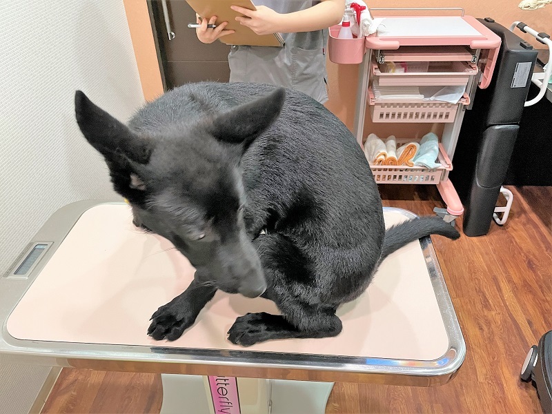 陸斗とスバル1300G_f0076731_20181581.jpg