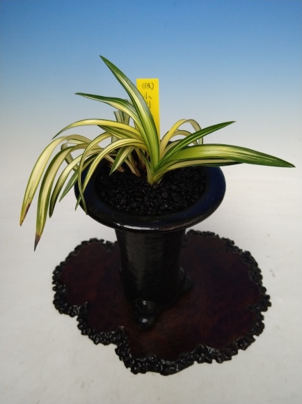 韓国春蘭 (仮)小判宝 : 蘭万園日記