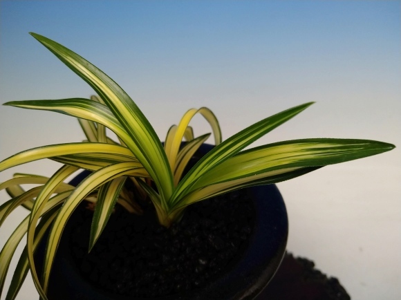 韓国春蘭 (仮)小判宝 : 蘭万園日記