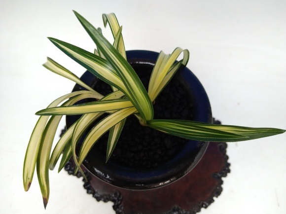 韓国春蘭 (仮)小判宝 : 蘭万園日記