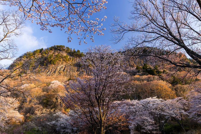 2021桜咲く奈良　屏風岩公苑の星と桜_f0155048_22143912.jpg