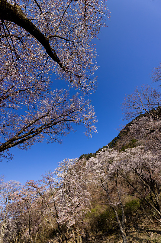 2021桜咲く奈良　屏風岩公苑の星と桜_f0155048_22154884.jpg