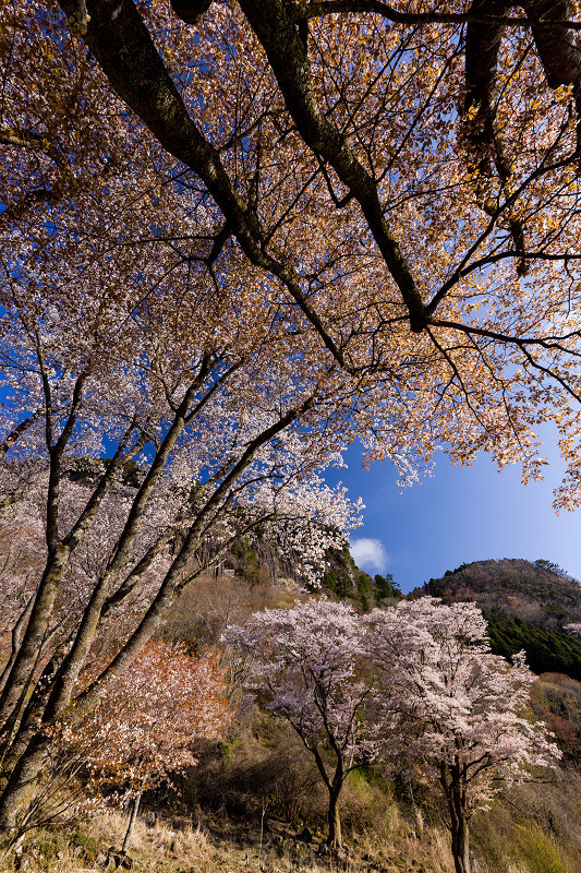 2021桜咲く奈良　屏風岩公苑の星と桜_f0155048_22155998.jpg