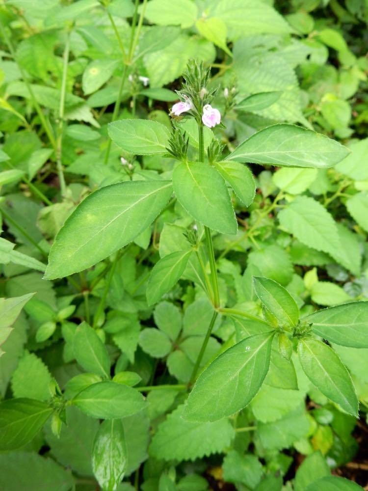 秋の草花_e0024554_20320915.jpg