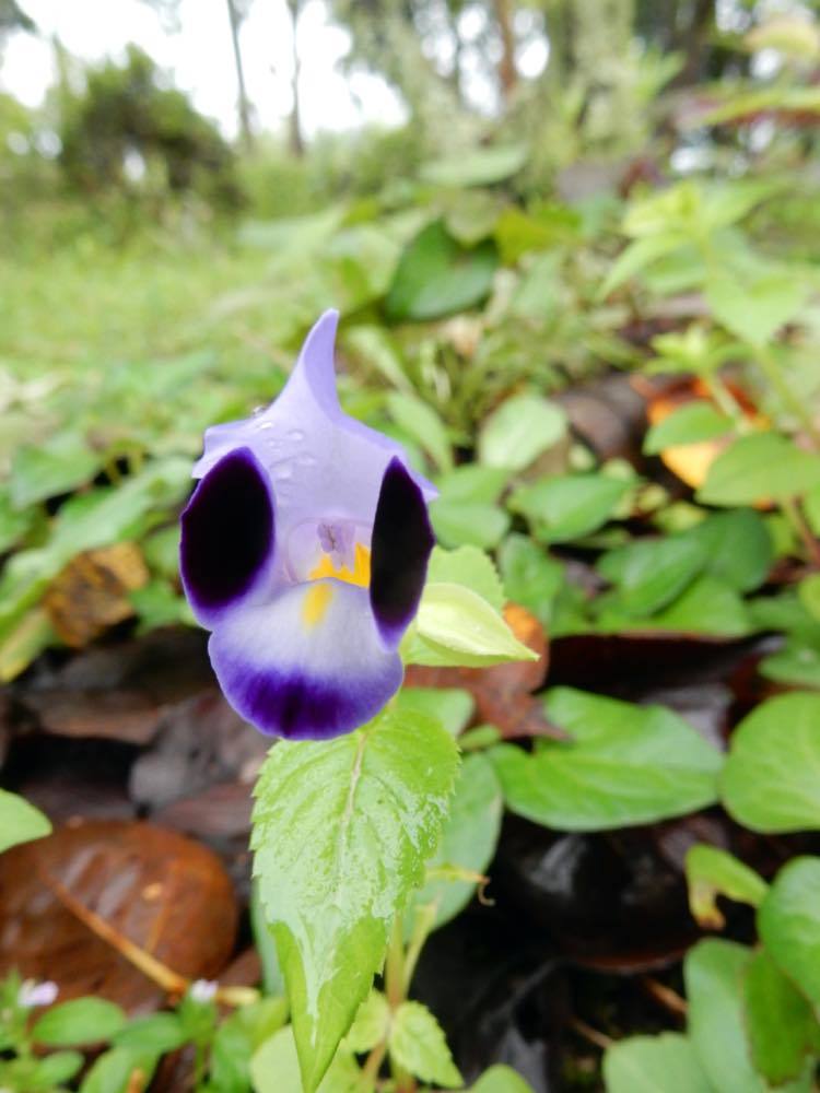 秋の草花_e0024554_20321030.jpg