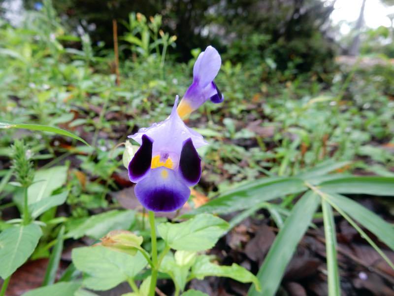 秋の草花_e0024554_20321063.jpg