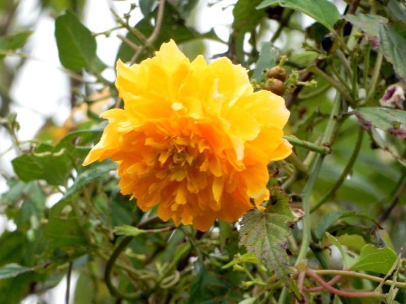 秋の草花_e0024554_20321086.jpg