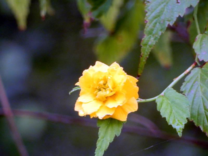秋の草花_e0024554_20321148.jpg