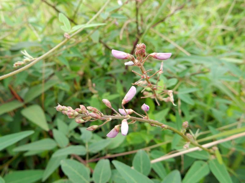 秋の草花_e0024554_20322062.jpg