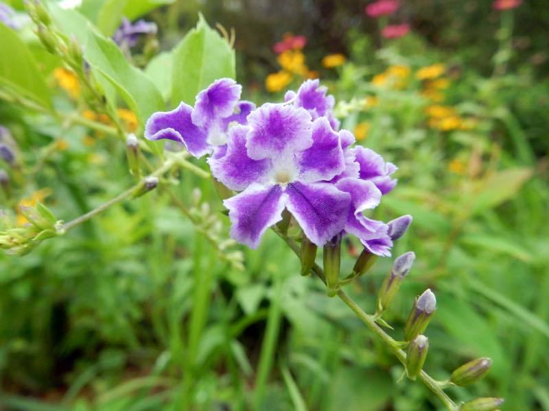 秋の草花_e0024554_20322112.jpg