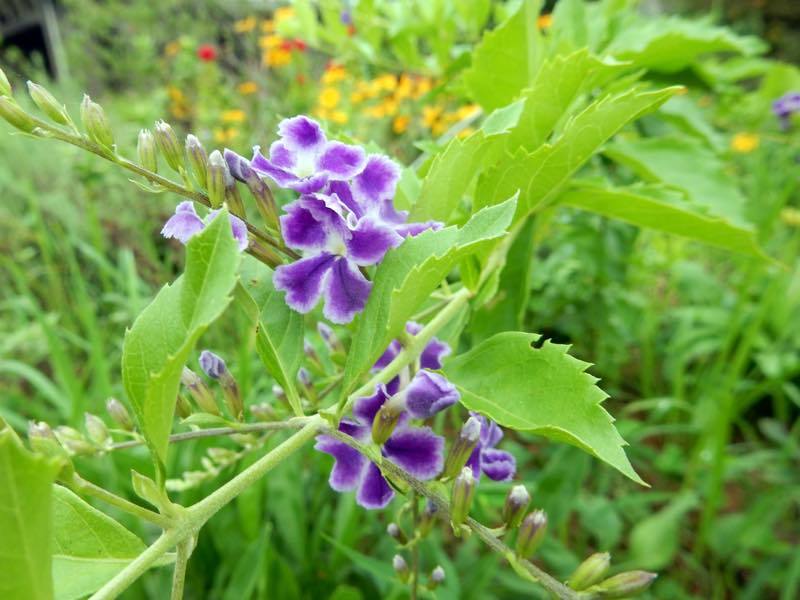 秋の草花_e0024554_20322115.jpg