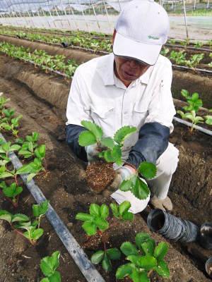 完熟紅ほっぺ 令和3年も9月下旬の定植です!現在の苗床の元気に育つ苗たちの様子と減農薬栽培の話_a0254656_17472095.jpg