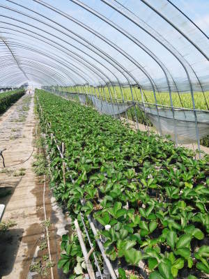 完熟紅ほっぺ 令和3年も9月下旬の定植です!現在の苗床の元気に育つ苗たちの様子と減農薬栽培の話_a0254656_17563627.jpg