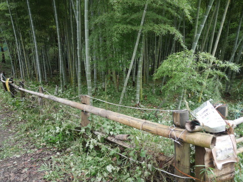 活動再開！赤道塞ぐ落下枝片付け：9・5六国見山手入れ（上）_c0014967_17310756.jpg