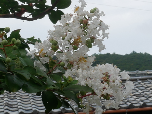 紅白のサルスベリ_f0054677_09264133.jpg