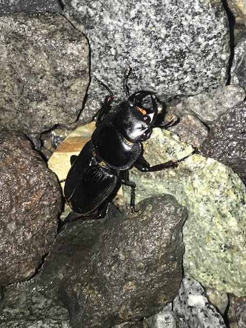 ライトトラップをやる場所の選択 : ドルクスハンターブログ