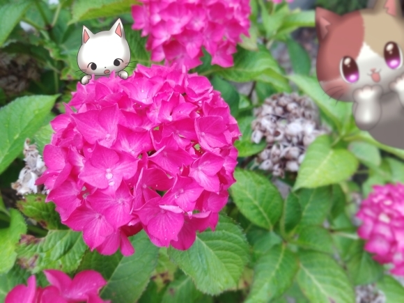 Twitter写真絵日記まとめ⑪_a0201203_14464081.jpg