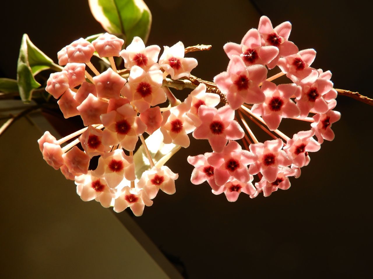 秋の花盛り_c0025115_21551128.jpg