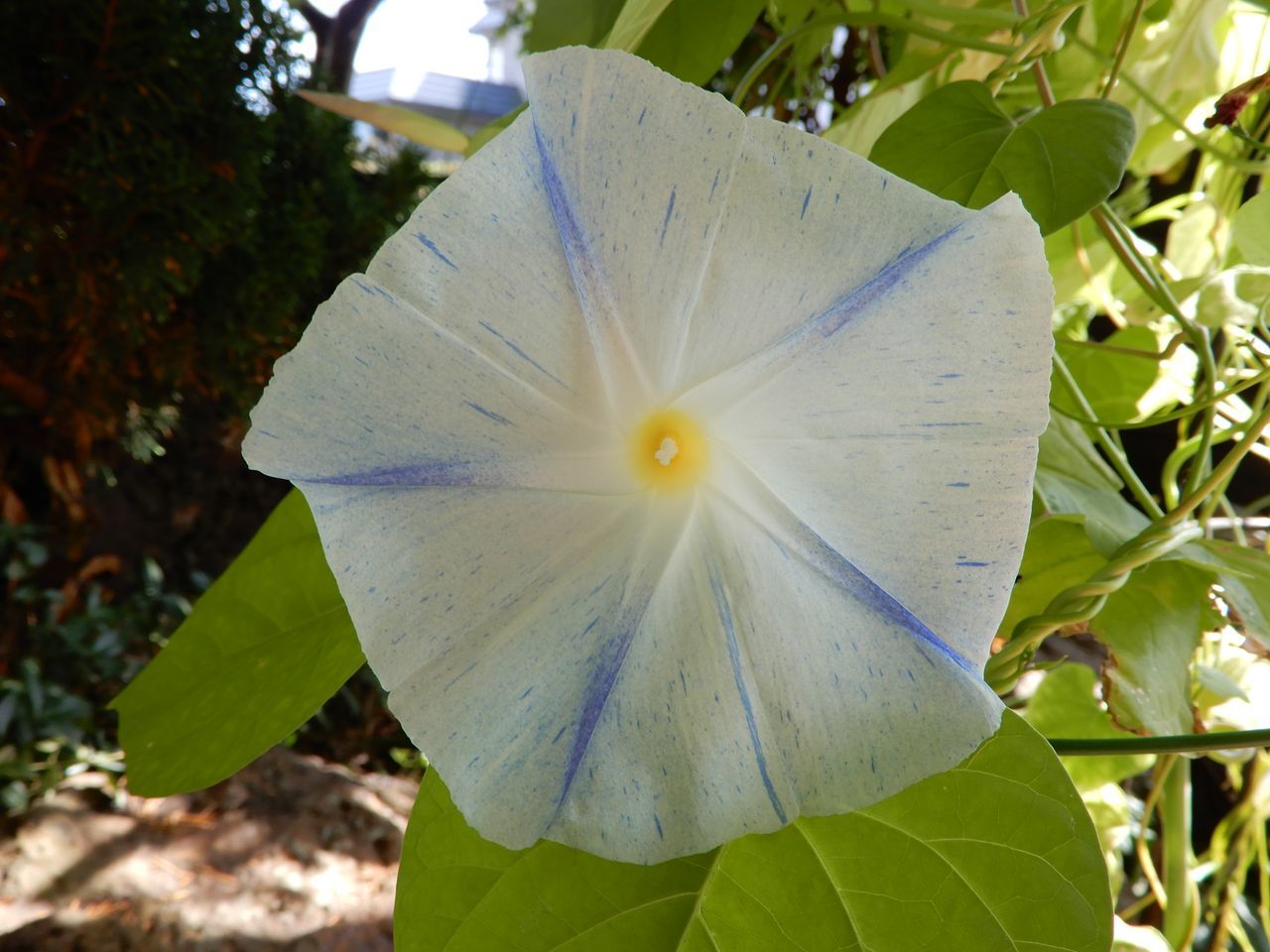 秋の花盛り_c0025115_21580986.jpg