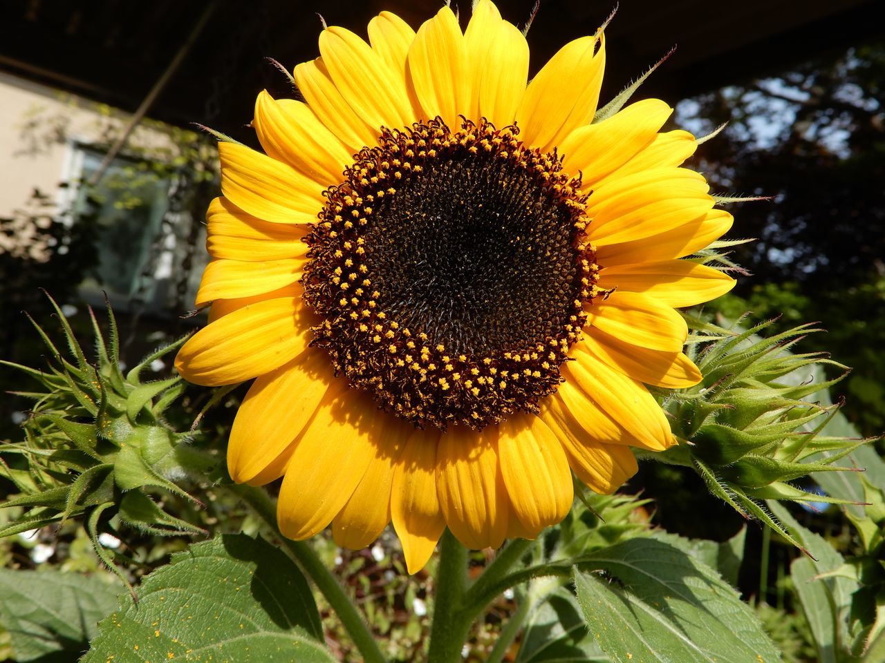 秋の花盛り_c0025115_21595221.jpg