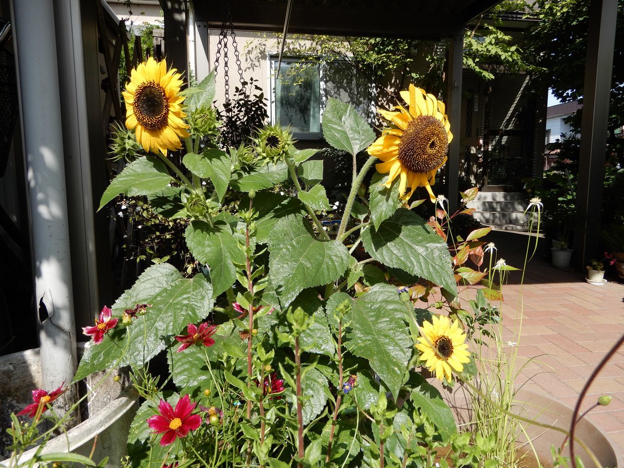 秋の花盛り_c0025115_22000191.jpg