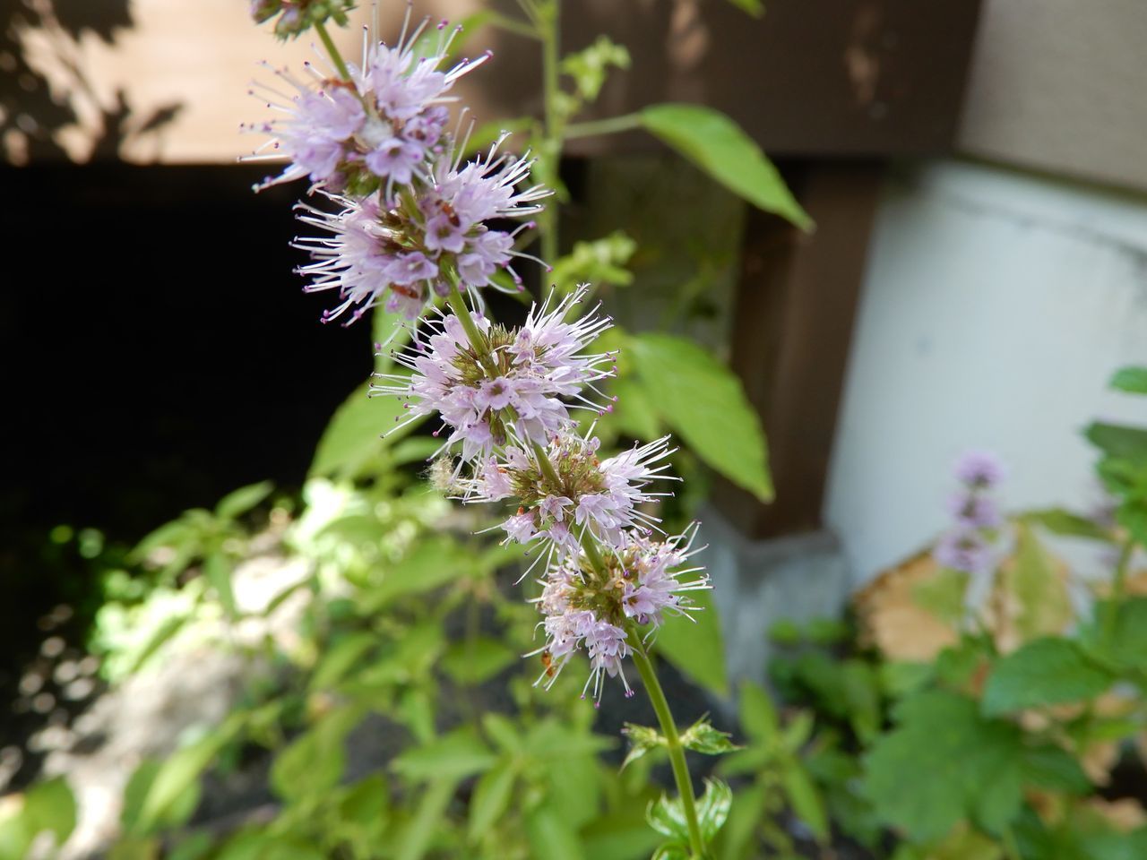 秋の花盛り_c0025115_22052196.jpg