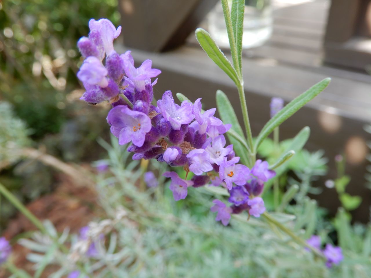 秋の花盛り_c0025115_22070960.jpg