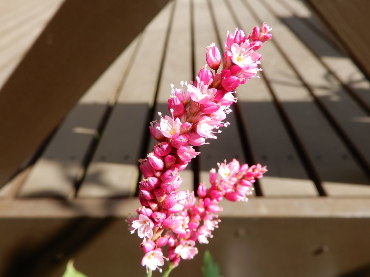 秋の花盛り_c0025115_22080523.jpg