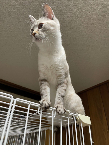 空のごはん_b0340621_15225225.jpeg