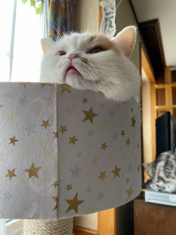 空のごはん_b0340621_15225547.jpeg